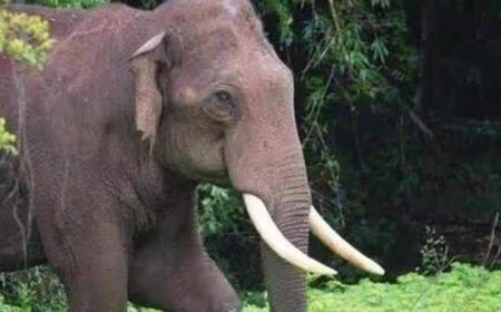 തമിഴ്നാട്  വനമേഖലയിൽ നിന്ന് മാറാതെ അരികൊമ്പൻ ; വനംവകുപ്പ് നിരീക്ഷണം ശക്തമാക്കി