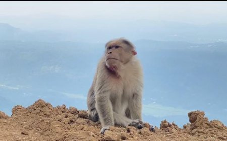 കുരങ്ങനെ അവശനിലയിൽ കണ്ടെത്തി ;  കഴുത്തിലും മുഖത്തും ആഴത്തിൽ മുറിവേറ്റ നിലയിലാണ്  കുരങ്ങനെ കണ്ടെത്തിയത്