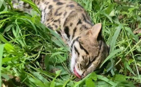 രാജകുമാരി  ഖജനാപ്പാറയിൽ പൂച്ച പുലിയെ വാഹനം  ഇടിച്ച  നിലയിൽ കണ്ടെത്തി