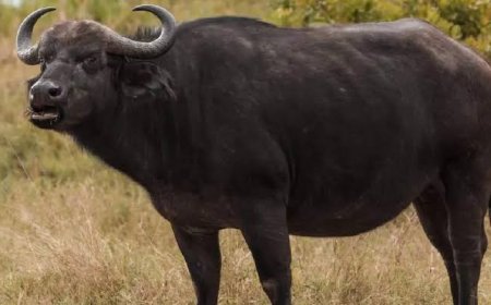 വീണ്ടും കാട്ടുപോത്തിന്റെ ആക്രമണം :  ഒരാൾക്ക് പരിക്കേറ്റു