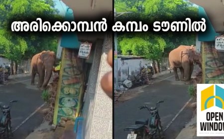 അരിക്കൊമ്പന്‍ തമിഴ്നാട്  ലോവര്‍ ക്യാംപില്‍ നിന്ന് കമ്പം ടൗണിലെത്തി