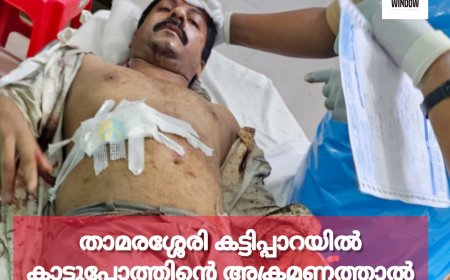 താമരശ്ശേരി കട്ടിപ്പാറയിൽ കാട്ടുപോത്തിന്റെ അക്രമണത്താൽ യുവാവിന് ഗുരുതരമായി പരിക്കേറ്റു