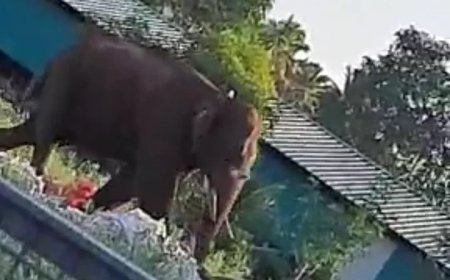 രാവിലെ 7 മണി മുതൽ നിലയുറപ്പിച്ച കൃഷി തോട്ടത്തിൽ നിന്നും അരികൊമ്പൻ മാറി