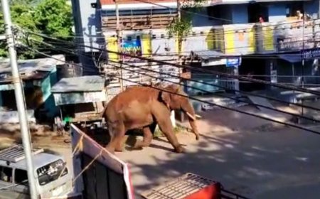 അരി കൊമ്പന് തമിഴ്നാടിന്റെ ക്ലീൻചീട്ട് :അരികൊമ്പൻ അത്ര വലിയ പ്രശ്നക്കാരനാണെന്ന് തോന്നുന്നില്ല:- തമിഴ്നാട് വനം വകുപ്പ് മന്ത്രി എം മതിവേന്ദൻ