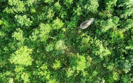 അരിക്കൊമ്പൻ ജനവാസ മേഖലയ്ക്കടുത്ത് : നിരീക്ഷിച്ച് തമിഴ്നാട് വനം വകുപ്പ്