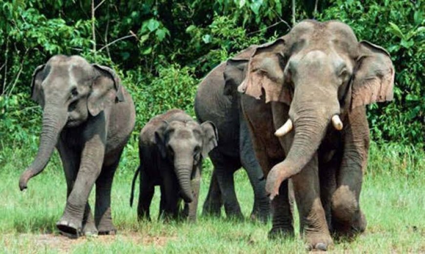 സംസ്ഥാനത്ത് കാട്ടാനകളുടെ കണക്കെടുപ്പ് തുടങ്ങി