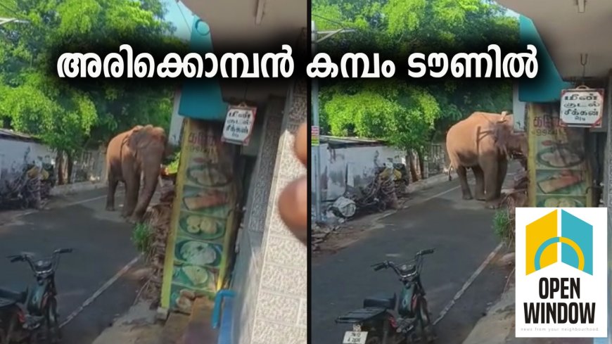 അരിക്കൊമ്പന്‍ തമിഴ്നാട്  ലോവര്‍ ക്യാംപില്‍ നിന്ന് കമ്പം ടൗണിലെത്തി