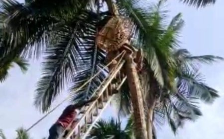 കോഴിക്കോട് മുക്കത്ത് തെങ്ങുകയറ്റത്തിനിടെ തെങ്ങില്‍ തലകീഴായി കുടുങ്ങി കിടന്ന തൊഴിലാളിയെ ഫയര്‍ഫോഴ്‌സ് രക്ഷപ്പെടുത്തി.