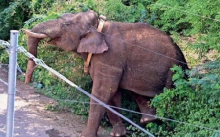 അരിക്കൊമ്പനെ മയക്കുവെടി വച്ചു.