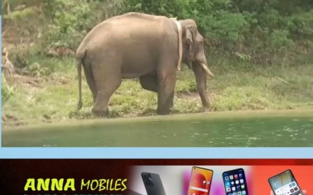 അരിക്കൊമ്പൻ കന്യാകുമാരി വനമേഖല കടന്നിട്ടില്ലെന്ന് തമിഴ്നാട് വനം വകുപ്പ്