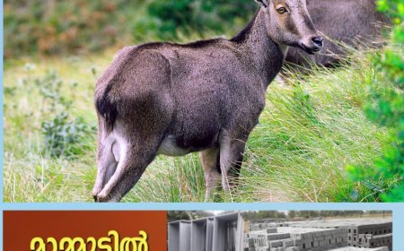 ഇരവികുളത്ത് ഇത്തവണ നടത്തിയ കണക്കെടുപ്പിൽ 803 വരയാടുകളെ കണ്ടെത്തി