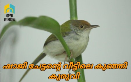 വീട്ടുകാരറിയാതെ വിരുന്നു വന്ന തൂക്കനാം കുരുവി കൂട്ടുകാരി ആയി മാറിയ കഥ