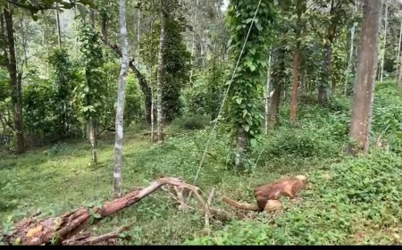 കാഞ്ചിയാർ പേഴുംകണ്ടത്ത് ജനവാസ മേഖലയിൽ കാട്ടാന ഇറങ്ങി.പേഴുംകണ്ടത്ത് വനം വകുപ്പിന്റെ  തേക്ക് പ്ലാന്റേഷനോട് ചേർന്നുള്ള ജനവാസ മേഖലയിലാണ് കാട്ടാന എത്തിയത്.