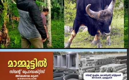 ഇരട്ടയാറിലും ജനവാസ മേഖലയിൽ കാട്ടുപോത്തിറങ്ങി.  ഇരട്ടയാർ റോസ് വാലി ഭാഗത്താണ്  കാട്ടുപോത്തിനെ  കണ്ടത്.