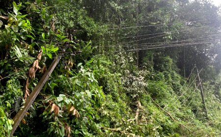 കല്ലാർ ; വൈദ്യുതി ബന്ധം താറുമാറായി; 
റോഡരികിൽ നിന്നിരുന്ന മുരിക്ക് മരം വൈദ്യുതി ലൈനിലേക്ക് വീണു