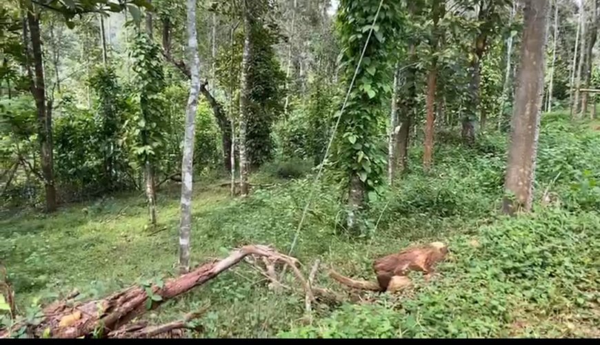 കാഞ്ചിയാർ പേഴുംകണ്ടത്ത് ജനവാസ മേഖലയിൽ കാട്ടാന ഇറങ്ങി.പേഴുംകണ്ടത്ത് വനം വകുപ്പിന്റെ  തേക്ക് പ്ലാന്റേഷനോട് ചേർന്നുള്ള ജനവാസ മേഖലയിലാണ് കാട്ടാന എത്തിയത്.