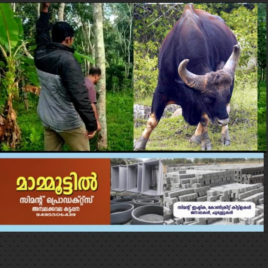 ഇരട്ടയാറിലും ജനവാസ മേഖലയിൽ കാട്ടുപോത്തിറങ്ങി.  ഇരട്ടയാർ റോസ് വാലി ഭാഗത്താണ്  കാട്ടുപോത്തിനെ  കണ്ടത്.