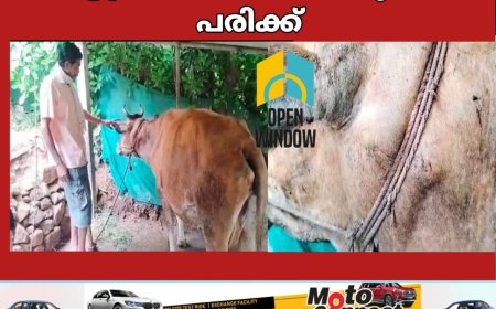 വണ്ടിപ്പെരിയാർ തങ്കമല എസ്റ്റേറ്റിൽ കടുവയുടെ ആക്രമണത്തിൽ പശുവിന് പരിക്ക്