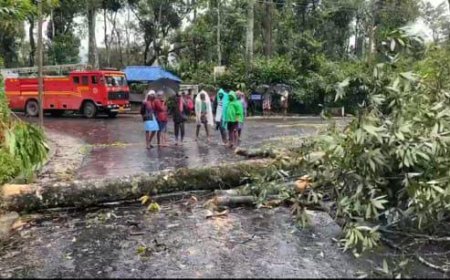 ഉടുമ്പൻചോല -രണ്ടാം മൈൽ റോഡിൽ  മരം വീണ് ഗതാഗതം  പൂർണ്ണമായും തടസപ്പെട്ടു
