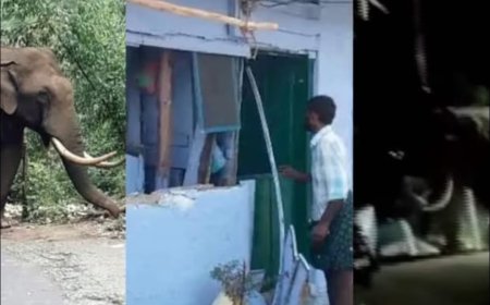 അരിക്കൊമ്പന് പകരക്കാരനായി പടയപ്പ.
അരിക്കൊമ്പനെ കാടുകയറ്റിയിട്ടും രക്ഷയില്ല, ഒരു ചാക്ക് അരി അകത്താക്കി  പടയപ്പ