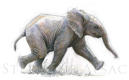 ആനക്കൊല: ആനയെ കുഴിച്ച് മൂടിയത് കുമളി സ്വദേശികളായ ആറംഗ സംഘം