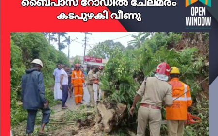 കാഞ്ചിയാർ ലബ്ബക്കട ബൈപാസ് റോഡിൽ ചേലമരം കടപുഴകി വീണു