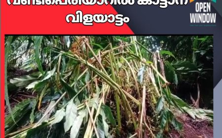 വണ്ടിപെരിയാറിൽ കാട്ടാന വിളയാട്ടം;25 ഏക്കറിലെ ഏലം കൃഷി നശിപ്പിച്ചു.15 ലക്ഷം രൂപയുടെ നഷ്ടം