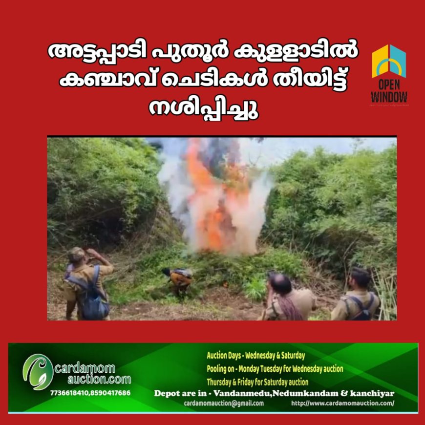 അട്ടപ്പാടി പുതൂര് കുളളാടിൽ കഞ്ചാവ് ചെടികള് തീയിട്ട് നശിപ്പിച്ചു;452 കഞ്ചാവ് ചെടികളാണ് നശിപ്പിച്ചത്