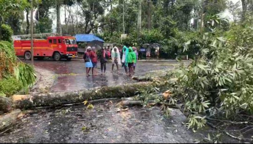 ഉടുമ്പൻചോല -രണ്ടാം മൈൽ റോഡിൽ  മരം വീണ് ഗതാഗതം  പൂർണ്ണമായും തടസപ്പെട്ടു