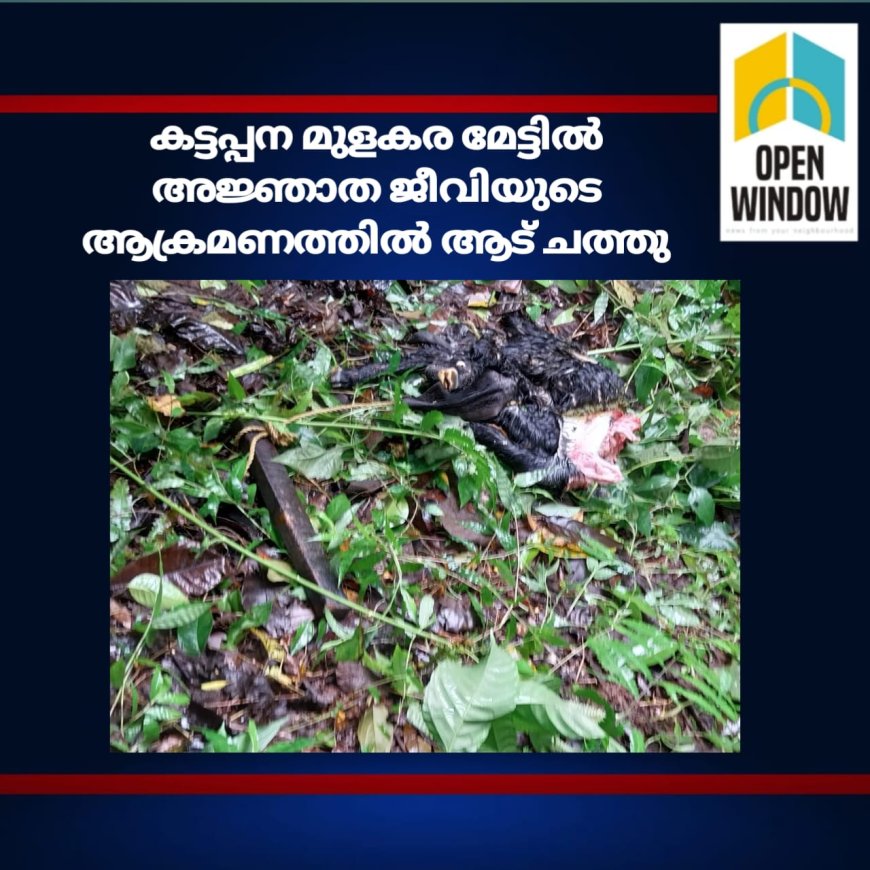 കട്ടപ്പന മുളകര മേട്ടിൽ അജ്ഞാത ജീവിയുടെ ആക്രമണത്തിൽ ആട് ചത്തു