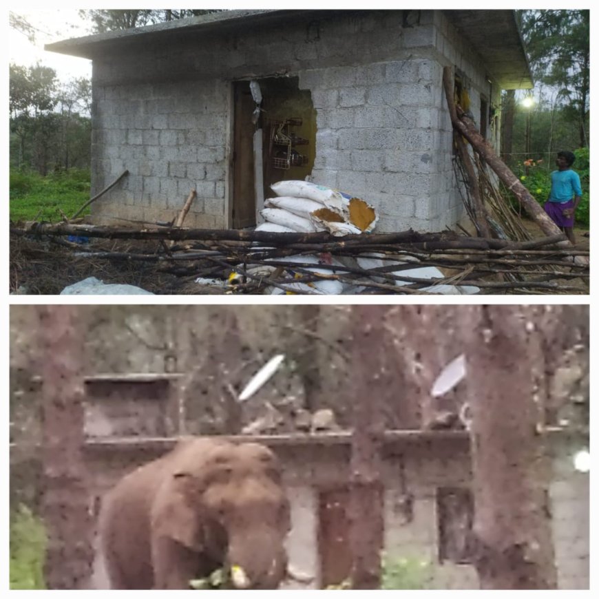 ചിന്നക്കനാൽ 301 കോളനിയിൽ വീണ്ടും കാട്ടാനയാക്രമണത്തിൽ വീട് തകർന്നു.