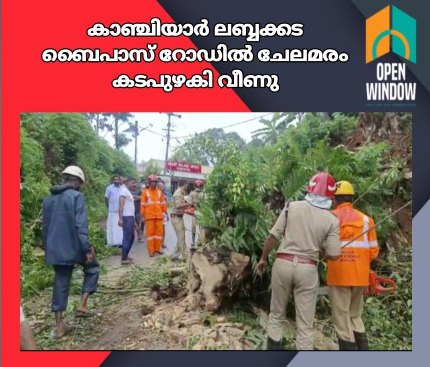 കാഞ്ചിയാർ ലബ്ബക്കട ബൈപാസ് റോഡിൽ ചേലമരം കടപുഴകി വീണു