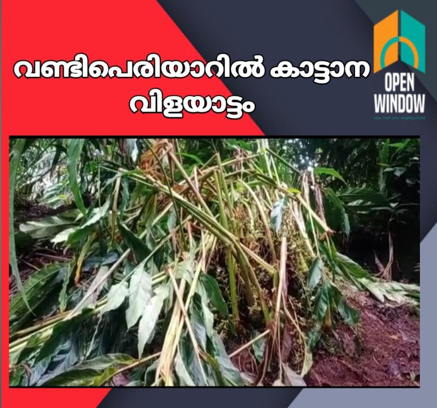 വണ്ടിപെരിയാറിൽ കാട്ടാന വിളയാട്ടം;25 ഏക്കറിലെ ഏലം കൃഷി നശിപ്പിച്ചു.15 ലക്ഷം രൂപയുടെ നഷ്ടം