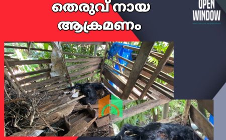 കട്ടപ്പന വെള്ളയാംകുടിയിൽ തെരുവുനായ്ക്കളുടെ ആക്രമണത്തിൽ ആട് ചത്തു