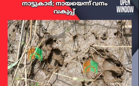 അയ്യപ്പൻ കോവിലിൽ കണ്ടത്  പുലിയെന്ന്  നാട്ടുകാർ. നായയെന്ന് വനം വകുപ്പ്