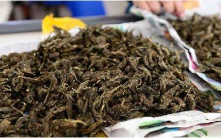 ഇടുക്കി മുരിക്കാശ്ശേരിയിൽ കഞ്ചാവ് വേട്ട; രണ്ട് പേർ പോലീസ് പിടിയിൽ