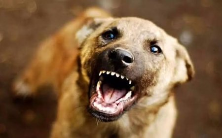 ഇടുക്കി ചെമ്മണ്ണാറിൽ തെരുവുനായ ആക്രമണം; അഞ്ച് വയസ്സുകാരൻ ഉൾപ്പെടെ രണ്ട് പേർക്ക് നായയുടെ കടിയേറ്റു.