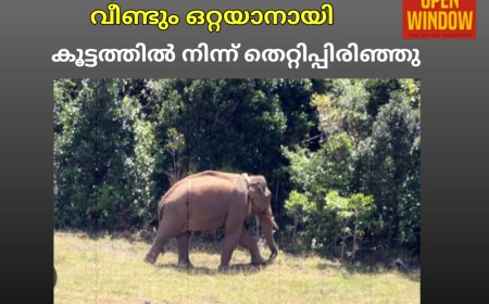 സൗഹൃദം വിട്ട് അരി കൊമ്പൻ വീണ്ടും ഒറ്റയാനായി. കൂട്ടത്തിൽ നിന്ന് തെറ്റിപ്പിരിഞ്ഞു