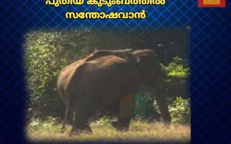 അരിക്കൊമ്പൻ ഒറ്റയ്ക്കല്ല, പുതിയ കുടുംബത്തിൽ സന്തോഷവാൻ; പുതിയ ചിത്രം പങ്കു വെച്ച് തമിഴ്നാട്