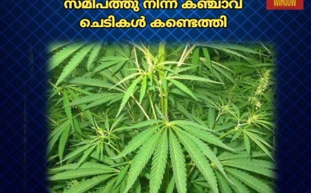കട്ടപ്പന നത്തു കല്ലിന് സമീപത്തു നിന്ന് കഞ്ചാവ് ചെടികൾ കണ്ടെത്തി
