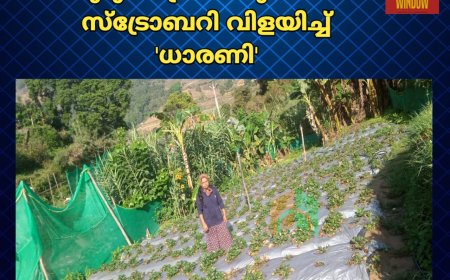 കുടുംബശ്രീ കരുത്തില്‍ സ്‌ട്രോബറി വിളയിച്ച് 'ധാരണി'