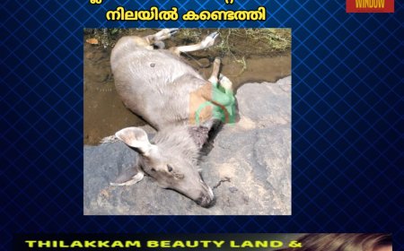 വണ്ടി പെരിയാറിൽ വനമേഖലയോട് ചേർന്ന പ്രദേശങ്ങളിൽ നായാട്ട് സംഘം വിലസുന്നു.വള്ളക്കടവ് ചപ്പാത്തിന് സമീപം മ്ലാവിനെ വെടിയേറ്റ് ചത്ത നിലയിൽ കണ്ടെത്തി