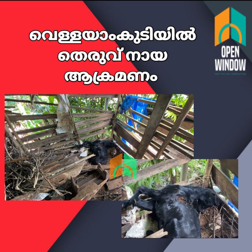 കട്ടപ്പന വെള്ളയാംകുടിയിൽ തെരുവുനായ്ക്കളുടെ ആക്രമണത്തിൽ ആട് ചത്തു