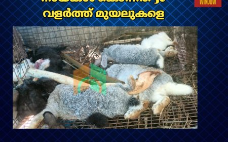 ഉപ്പുതറയിൽ തെരുവ് നായകൾ കൊന്നത് 30 വളർത്ത് മുയലുകളെ