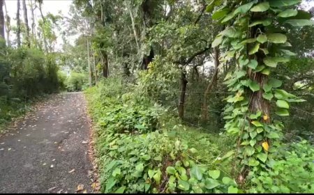 വനം വകുപ്പിന്റെ വൈദ്യുതി വേലി വയ്യാവേലിയായപ്പോൾ വന്യമൃഗ ഭീതിയിൽ കഴിയുകയാണ് കോഴിമല മരുതും കവല നിവാസികൾ