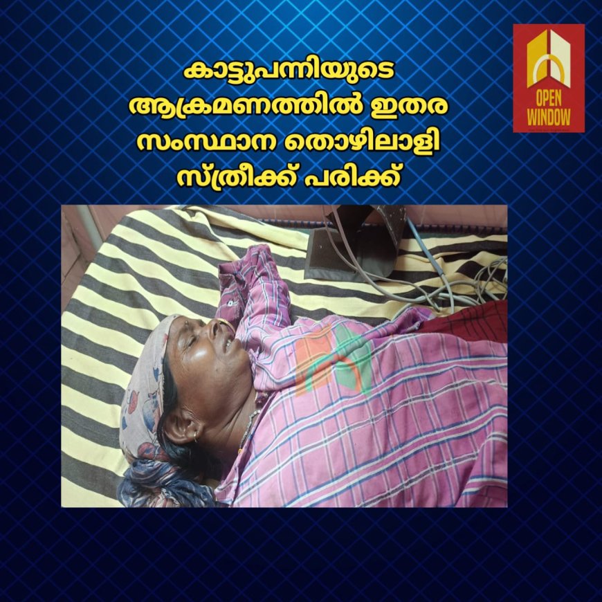 വണ്ടിപ്പെരിയാർ അരണക്കൽ എസ്റ്റേറ്റിൽ കാട്ടുപന്നിയുടെ ആക്രമണത്തിൽ ഇതര സംസ്ഥാന തൊഴിലാളി സ്ത്രീക്ക് പരിക്ക്