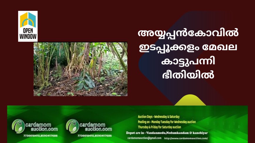 അയ്യപ്പൻകോവിൽ ഇടപ്പൂക്കളം മേഖല കാട്ടുപന്നി ഭീതിയിൽ