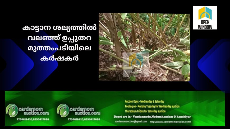 കാട്ടാന ശല്യത്തിൽ വലഞ്ഞ് ഉപ്പുതറ മുത്തംപടിയിലെ കർഷകർ