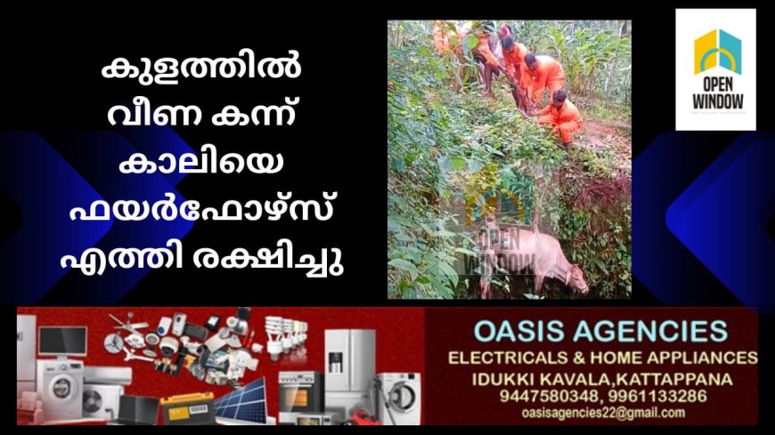 കുളത്തിൽ വീണ കന്ന് കാലിയെ ഫയർഫോഴ്സ് എത്തി രക്ഷിച്ചു