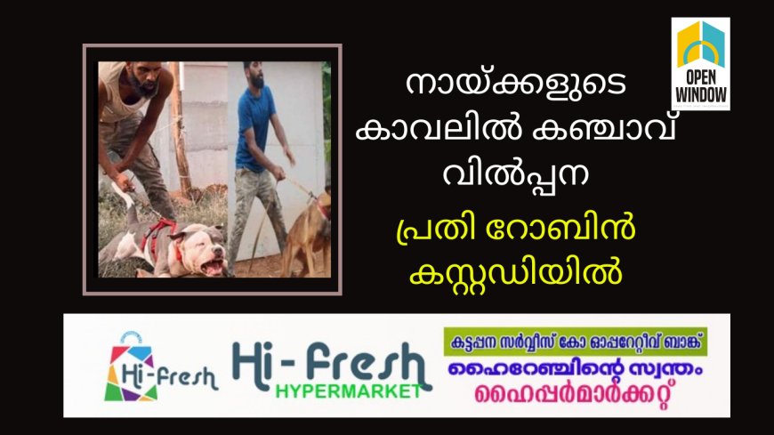 നായ്ക്കളുടെ കാവലിൽ കഞ്ചാവ് വിൽപ്പന. പ്രതി റോബിൻ ജോർജ് കസ്റ്റഡിയിൽ